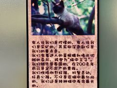 -猫咪博物馆(顶澳仔猫街店)