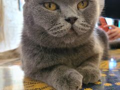 -平行世界·猫咖(首经贸店)