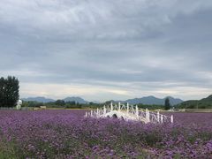 -北京东方普罗旺斯薰衣草庄园