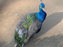 -沈阳森林动物园