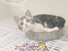 -lincat·猫舍(广州店)