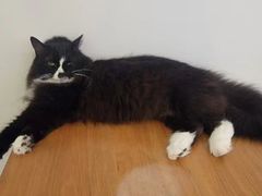 -有猫主题·治愈系猫咖(曾厝垵店)