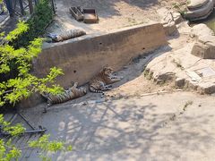 -大连森林动物园