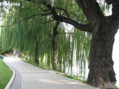 -紫竹院公园冰场
