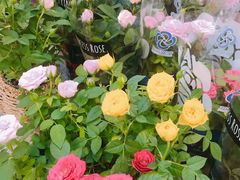 -双季花艺园艺市场(浦东店)