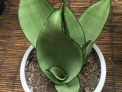 -秦美花卉(天朗·莱茵小城2期店)