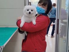 -北京观赏动物医院·24小时大型综合·猫专科·异宠专科