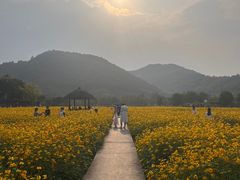 -径山花海