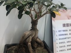 -MCJ-花店(西罗园店)