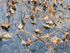 -莱西月湖公园