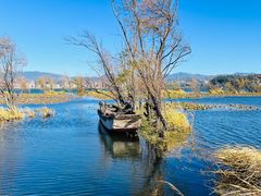 -洱海月湿地公园