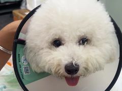 -东莞宠友24H宠物中心医院·转诊夜诊·异宠(新河北路院)