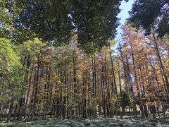 -月湖风景区