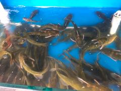 -白洋淀灶台鱼(名佳花园店)