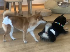 -南京Hallo宠物乐园·哈罗犬舍·柴犬繁育基地