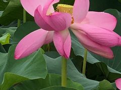 -荷塘月色湿地公园·向阳花洲