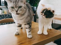 -平行世界·猫咖(首经贸店)