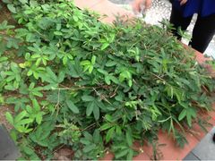 -广州神农草堂中医药博物馆