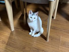 -中农国际动物医院24小时·猫科·骨科·急重症中心