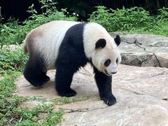 -广州长隆野生动物世界