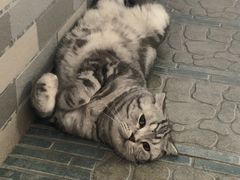 -北京观赏动物医院·24小时大型综合·猫专科·异宠专科