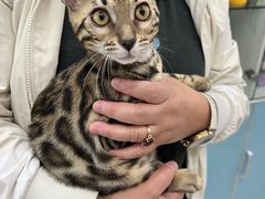 -北京观赏动物医院·24小时大型综合·猫专科·异宠专科