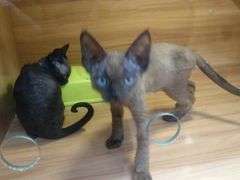 -猫十亿·布偶金渐层·曼基康矮脚猫舍(青年路店)