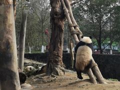 -都江堰中华大熊猫苑