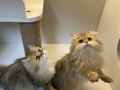 -十月米努特矮脚猫舍
