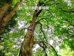 -石台牯牛降景区