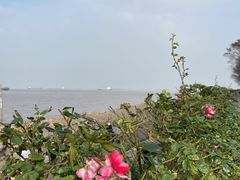 -上海滨江森林公园