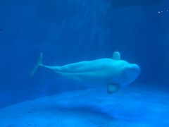 -海合安成都极地海洋公园