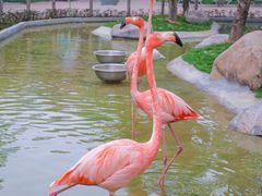 -灵玲国际马戏城