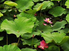 -羊亭河湿地公园