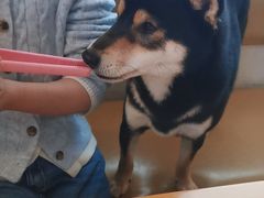-柴の食堂·日式家庭料理·熊之肆(大学路店)