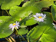 -国家植物园南园