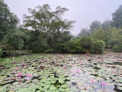 -中国科学院西双版纳热带植物园