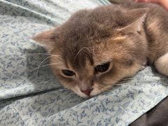 -瑞派动物医院·绝育·犬猫全科·预防医学(光景江南中店)