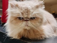 -猫色咖啡·猫咖