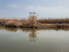 -宁波杭州湾国家湿地公园