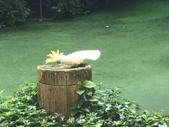 -新加坡飞禽公园