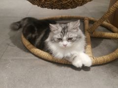 -飞行喵MR PILOT|猫舍·猫咖(静安大融城店)