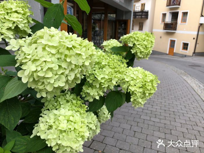 沃尔夫冈湖图片