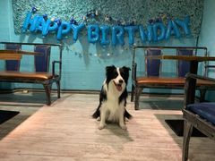 -百好乐宠物友好餐厅(朝外大街店)