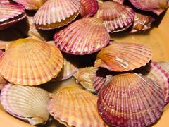 蛤蜊扇贝-龍歌自助小火锅(崂山丽达店)