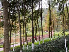 -重庆彩云湖湿地公园