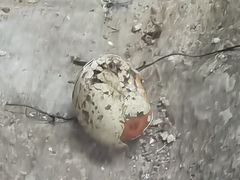 -武汉动物园