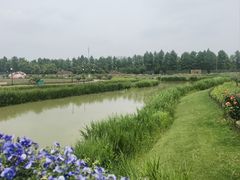 -荷兰花海