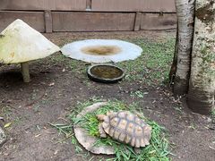 -清迈夜间动物园