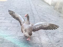 -林坑古村落